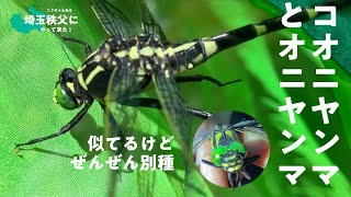 昆虫みっけ！092: 秩父で見つけたコオニヤンマとオニヤンマ (Sieboldius albardae Selys  Siebold's dragonfly Camping in Chichibu)