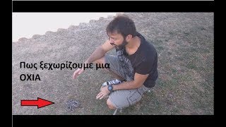 Πως ξεχωρίζουμε μια Οχιά (Vipera ammodytes)