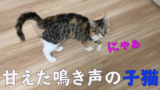 甘えた鳴き声でストーカーしてくるかわいい子猫