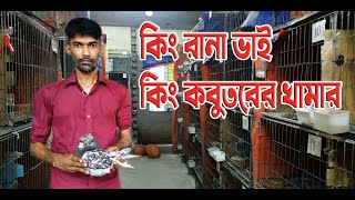 কিং রানা ভাইয়ের কিং কবুতরের খামার | king pigeon farm in Bangladesh