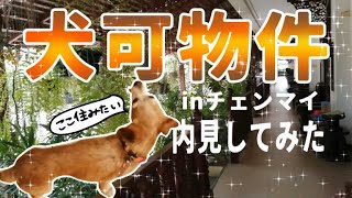 【タイ チェンマイ】犬可賃貸内見してきた！ペットといっしょに暮らしたい！pet allowed Changmai for rent