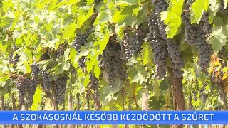 A szokásosnál később kezdődött a szüret