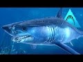 MAKO SHARK - The Speedy Devil! - Depth | Ep3 HD