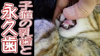 【猫の飼い方】子猫の乳歯と永久歯【生え変わり】