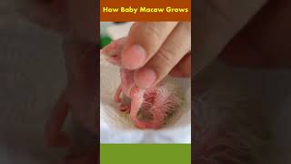 Baby Macaw Growth #Shorts #birdgrowthdaybyday