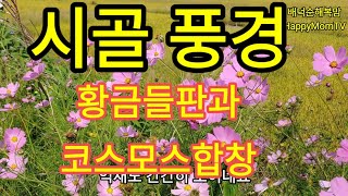 시골풍경~ 코스모스와 고향의 풍요로운 황금들판Countryside~ Cosmos and rich golden fields of hometown農村〜波斯菊和故鄉豐富的金色田野