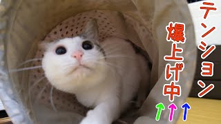 猫たちのドタバタ追いかけっこ