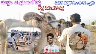 🦁🦁..మార్తల చంద్రఓబుల్ రెడ్డి గారి కొత్త సీనియర్ గీత్త ఎవరి దగ్గర నుండి కొన్నారు..SHORT BETA CLIP..💥💥