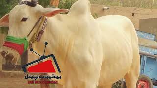 صبح کے وقت کی سوہنا بیل آرائیاں والا کی فریش ویڈیو  #bullrace#sohnabai#racerbail