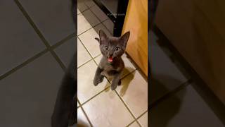 Funny cats 😂 episode 143 #shorts