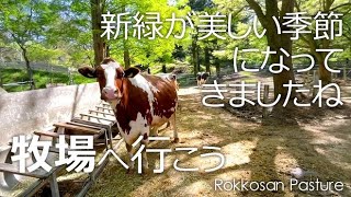 みどりの牧場でうしさんと戯れる【六甲山牧場】おっしーーの新技も炸裂！！