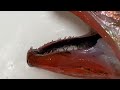 動画魚類図鑑no.95 アカムツ