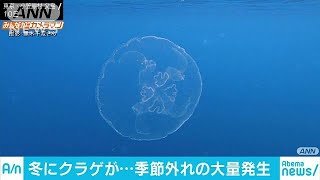 水中漂うハートマーク　小笠原でミズクラゲ大量発生(18/12/21)