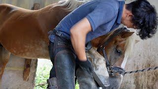 《ASMR》馬のつめ切り//Hoof trimming