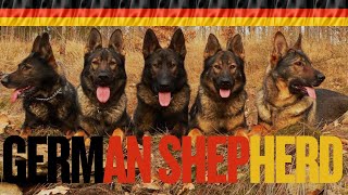 German Shepherd The Best