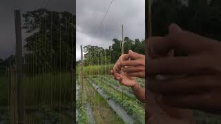 কম খরচে শসার মাচা তৈরি | নাইলন সুতোর মাচা | #farming #cucumber