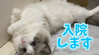 【vlog.26】入院＆手術します【ご報告】