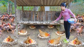 Harvesting Chicken Eggs At The Farm To Bring To The Country Market To Sell. My Bushcraft / Nhất