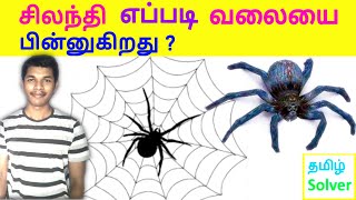 How spider make web? சிலந்தி வலையை எப்படி பின்னுகிறது ? TAMIL SOLVER