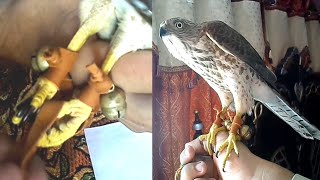 How to Install Bells and Jesses to Shikra and sparrowhawk || Wildlife Today