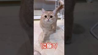 「ご飯」と言うと突進する猫 #猫 #ねこ #shorts