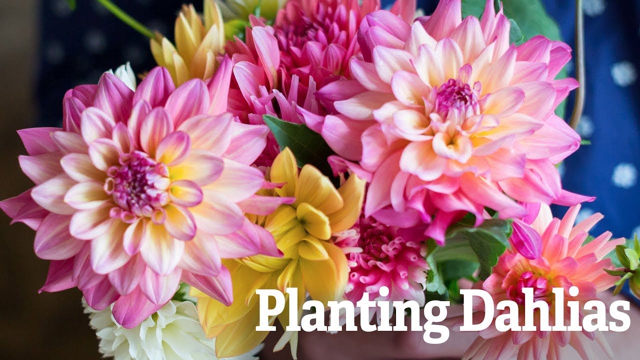 Planting Dahlias Youtube