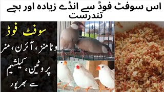 Best Soft food For Fawn Java Finches sparrow|| Best Breeding Soft food || Asif Birds Farm