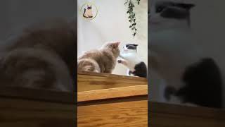 小橘貓找小奶貓玩【小果苗】 orange cat looking for little cat to play