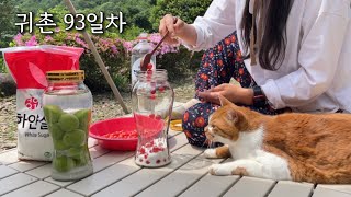 시골일상🍒아욱 뽑아서 된장국 끓여 먹고 앵두주, 매실주 만드는 귀촌 일상 브이로그