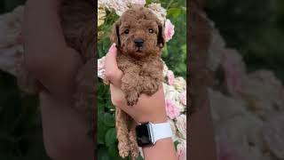 我是可愛的玩具貴賓犬#funnydogs #funny #shorts#toypoodle