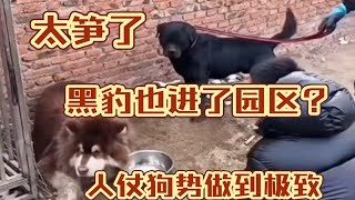 起猛了！豫西小丁的黑豹也进了潘宏园区？全网第二【人仗狗势】！太笋了！