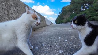 海沿いの道にいた野良猫を撫でると後から別の猫もやって来た。そして何故か大喧嘩に