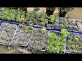 best plants nursery in haldwani nursery visit haldwani city antracreations