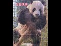 乐宝十二岁生日快乐 乐宝 乐宝熊猫 熊猫 大熊猫乐宝