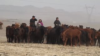 馬の世話に追われる牧畜民　内モンゴル自治区