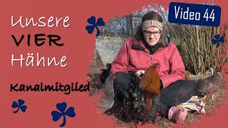 🐓 Auflösung Hähne Raten 🐓4 Hähne zusammen halten?! 🐓 Kanalmitgliedschaft 🐓 #Hühner 44