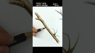 색연필 필수 코스 | 나뭇가지 잘 그리는 방법3 | 꽃그림 배우기 #야생화그리기 #꽃드로잉