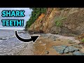 I Drove Over 800 Miles to Fossil Hunt For Megalodon Shark Teeth at the World Famous Calvert Cliffs!