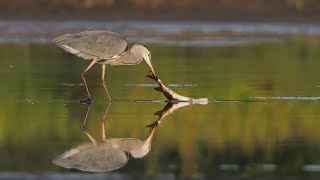 Grey Heron`s Activities at the Lake