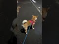 初めて雪を見た犬の反応