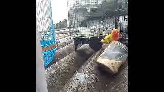 Nangkep Bandangan Burung lovebird Paling Ekstrim..