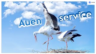 Auen-Service des NABU Rheinauen