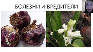 Гиацинты, крокусы