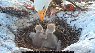 @FOBBVCAM Early Sunday breakfast, Shadow feeding the chicks 09.03.2025