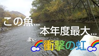 北海道 渓流釣り 豊平川 本年度最大‼️衝撃の虹‼️ 巨大魚との大格闘