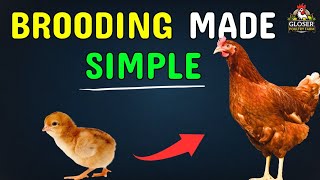 Complete Brooding Guide for Layer Chicks (Beginner Farmer Tips)