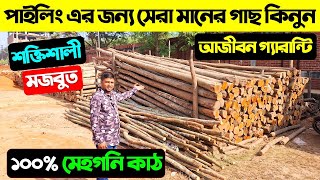 পাইলিং গাছের দাম জানুন 😱 মেহগনি কাঠের পাইলিং এর গাছ 🔥 Piling Tree Cost/ Piling Tree Price In BD 2025