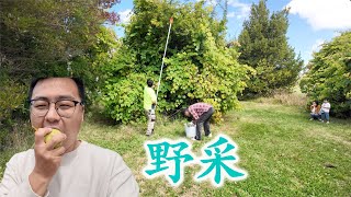 野采，体验秋天丰收的喜悦（新西兰 Harold Vlog 908）