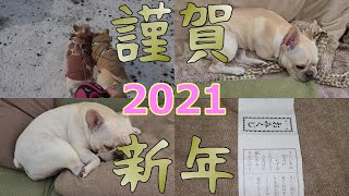 【french bulldog】【フレンチブルドッグ】新年のご挨拶！おみくじも！