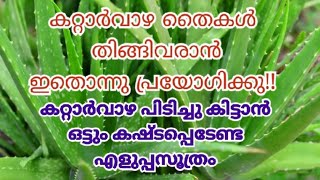 ഇതു പ്രയോഗിച്ചാല്‍ കറ്റാര്‍വാഴ തഴച്ച് വളരും|കറ്റാര്‍വാഴ തൈകള്‍ നിറയും |Alovera are in Malayalam